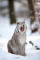 luchs201209-2