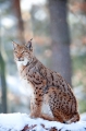 luchs201209-6
