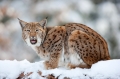 luchs201209-8