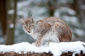 luchs201209-9
