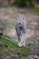 luchs210310-1