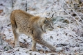 luchs231207-2