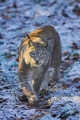 luchs231207-8