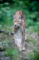luchs260610-3
