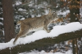 luchs270107-11