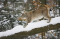 luchs270107-7