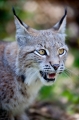 luchs280412-2