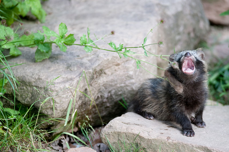 marderhund110611-11.jpg
