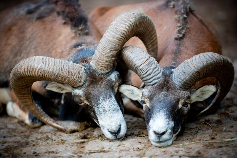 mufflon110611-1.jpg