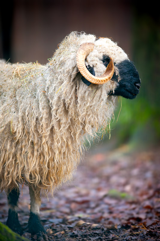 schwarznasenschaf240114-2.jpg