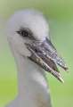 storch200507-11