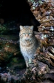 wildkatze060120-1