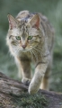 wildkatze130407-1