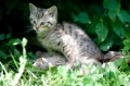 wildkatze200811-1