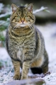 wildkatze231207-2