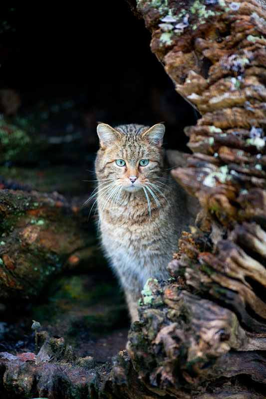 wildkatze060120-1.jpg
