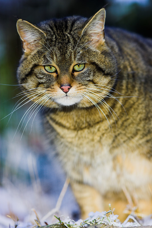 wildkatze231207-1.jpg