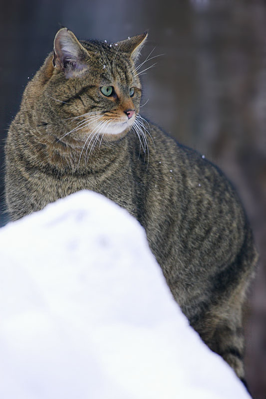 wildkatze270107-3.jpg