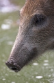 wildschwein020808-3