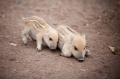 wildschwein050414-1