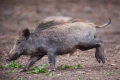 wildschwein050414-16