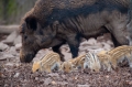 wildschwein050414-17