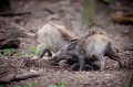 wildschwein050414-19