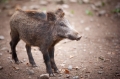 wildschwein050414-2