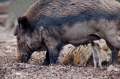 wildschwein050414-20