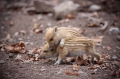 wildschwein050414-22