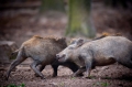 wildschwein050414-24