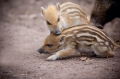 wildschwein050414-29