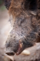 wildschwein050414-8