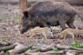wildschwein050414-9
