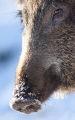 wildschwein110109-1