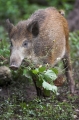 wildschwein230808-2