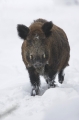wildschwein270107-2