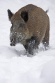 wildschwein270107-3
