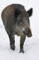 wildschwein270107-4