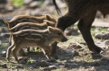 wildschwein290407-3
