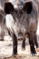 wildschwein300314-3