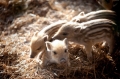 wildschwein300314-6
