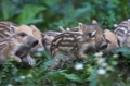 wildschwein310808-2