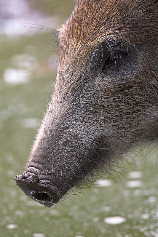 wildschwein020808-3.jpg