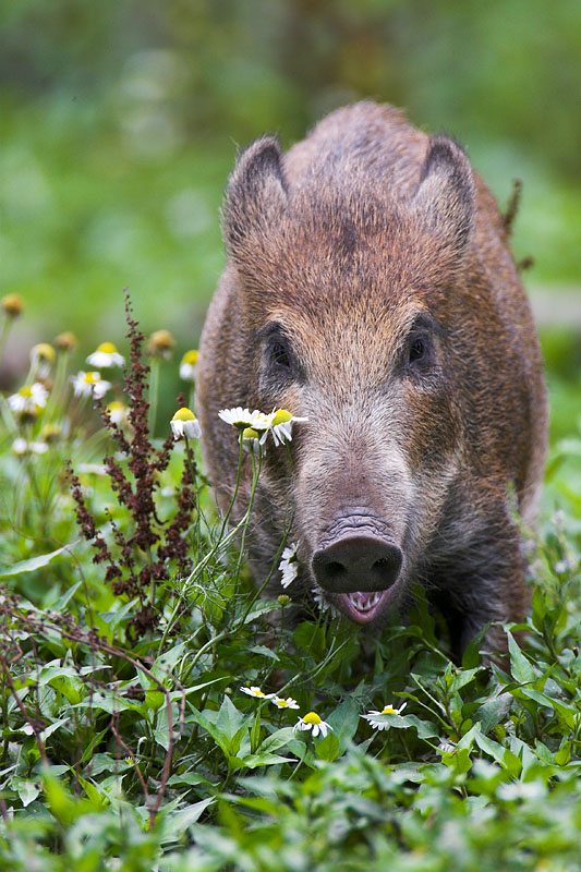 wildschwein020808-4.jpg