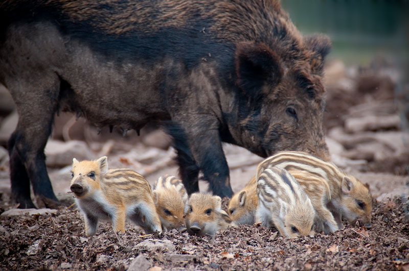 wildschwein050414-10.jpg