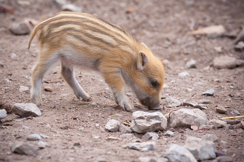 wildschwein050414-13.jpg