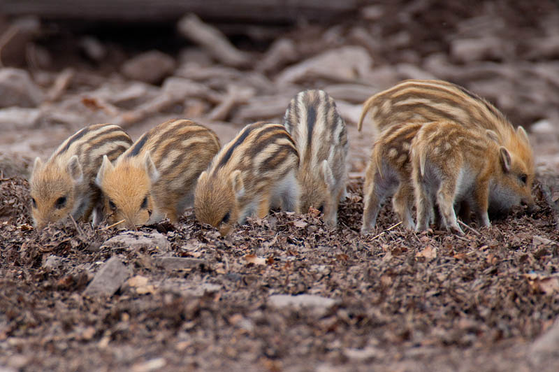 wildschwein050414-15.jpg