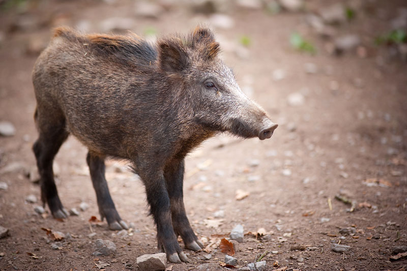 wildschwein050414-2.jpg