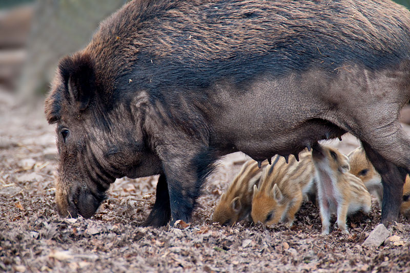 wildschwein050414-20.jpg